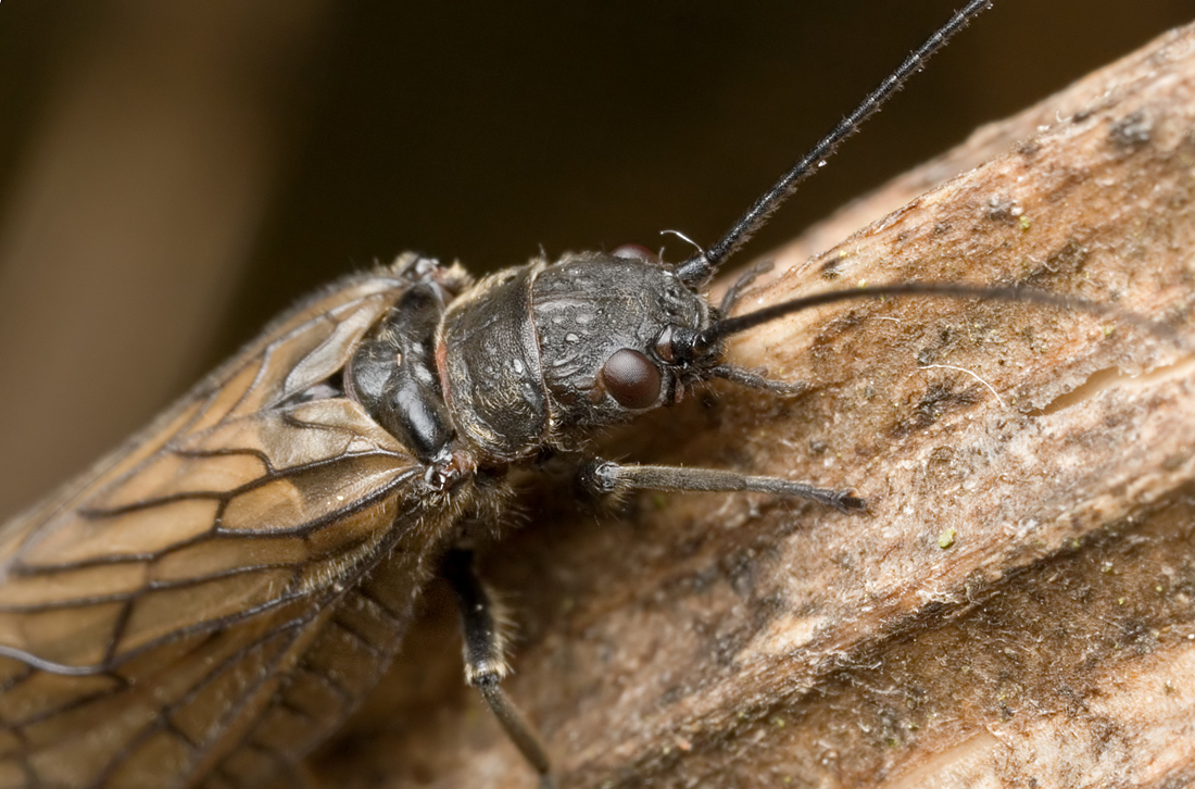 Alder Fly